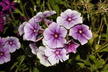 flowers Phlox paniculata purple