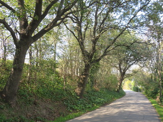 Fototapeta premium Paesaggio naturale