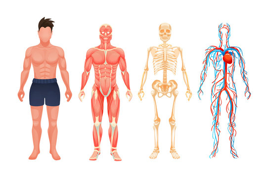 Human body anatomy man visual scheme system