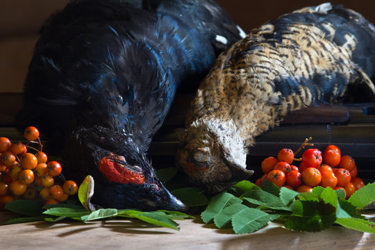 two downed blackcocks and Rowan berries lie on a wooden table next to a shotgun