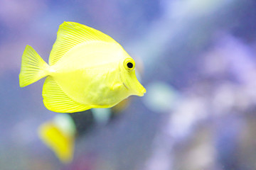 Close up of a yellow tang (Zebrasoma flavescens)