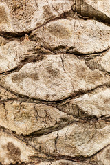 Bark on a palm tree as an abstract background