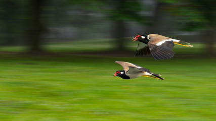 A pair of Red-Wattled Lapwing in flight with motion blur background