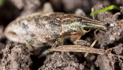 Portrait of a beetle in the ground