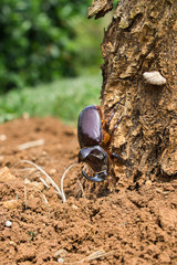 Nashornkäfer - Oryctes nasicornis