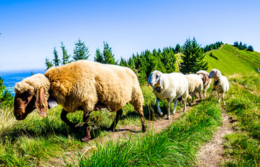 Obraz premium cute sheep