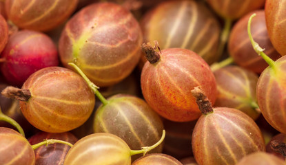 Ripe gooseberries as a background