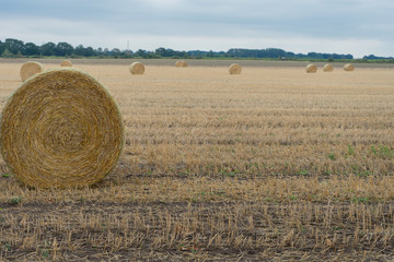 Haystacks on agricultural field. Golden Hay rolls in the countryside. Forage for livestock