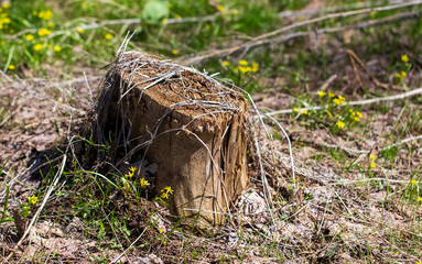 Stump from a sawn tree in nature