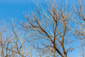 Bare branches on a tree against a blue sky