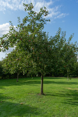Fototapeta na wymiar Apple tree under the amazing blue sky. Eco travel concept. Agriculture, farm tourism. Apple orchard