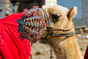 Resting camel in Turkey