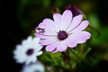 Obraz premium Flor con insecto