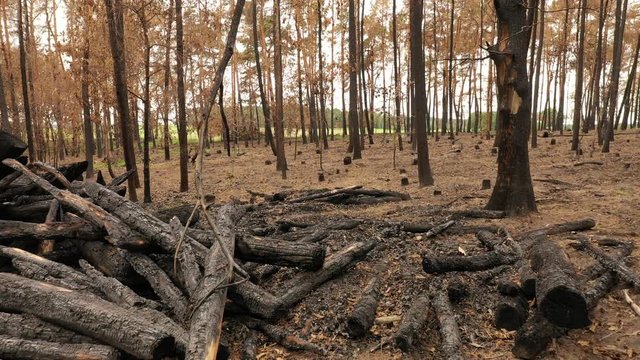 Waldbrand