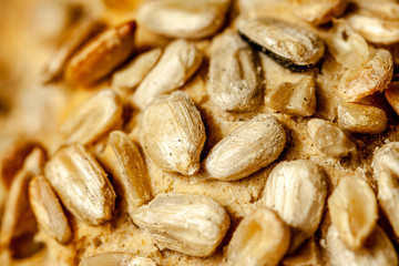 Close up of tasty sunflower bread rolls from Denmark