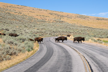 Antelope Island State Park © IDN
