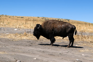 Antelope Island State Park © IDN
