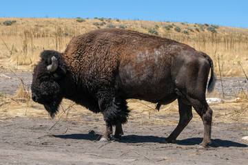 Antelope Island State Park © IDN
