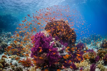 Zelfklevend Fotobehang koraalrif © nakielphoto