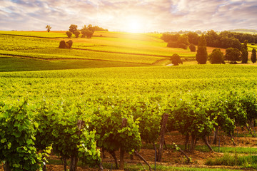 Fototapeta premium Beautiful vineyard at sunset. Travel around France, Bordeaux