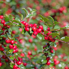 Zwergmispel mit reifen Früchten im Herbst