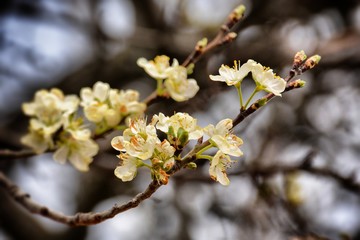 Almendors en flor