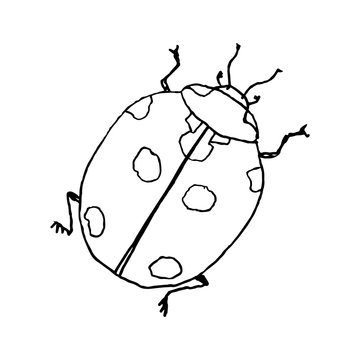 Lady bug. Line art doodle sketch. Black outline on white background. Picture can be used in greeting cards, posters, flyers, banners, logo, botanical design etc. Vector illustration. EPS10