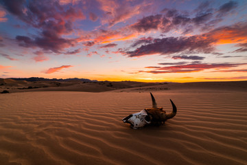 Skull bull in the sand desert at sunset. The concept of death and end of life