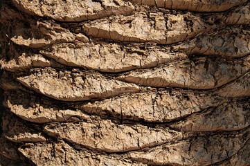background texture of palm tree bark