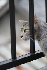 覗き込む猫ちゃん