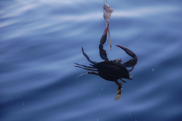 catching crab on the hook
