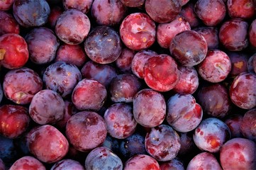 many ripe plums