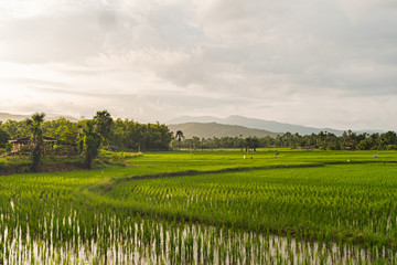Fototapeta na wymiar Beautiful Sunset on rice field in harvest season in Chiangmai,Thailand