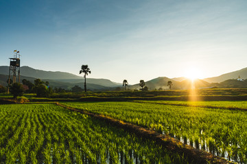 Fototapeta na wymiar Beautiful Sunset on rice field in harvest season in Chiangmai,Thailand