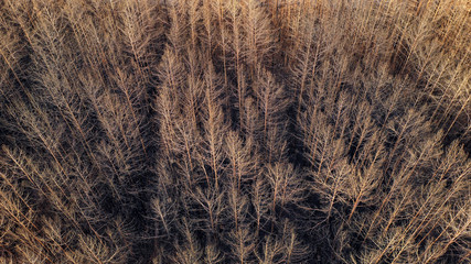 Waldbrand
