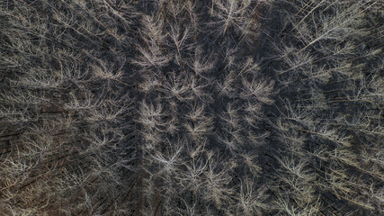 Waldbrand