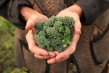Naklejka na ściany i meble broccoli in grandmother's hands in the garden