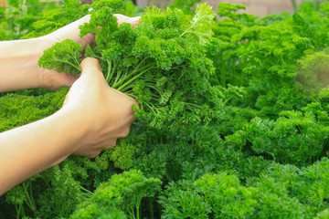 young woman's hands harvesting parsley