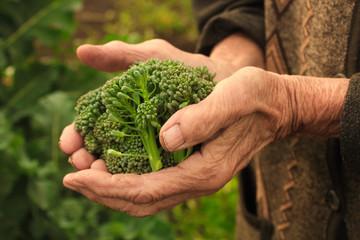 broccoli in grandmother's hands in the garden