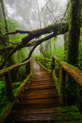 Fototapeta premium Ang Ka Natur Trail, Doi Inthanon National Park, Thailand
