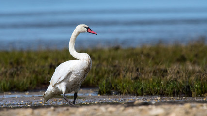 cygne tuberculé 