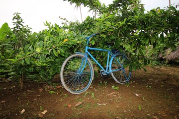 Fototapeta na wymiar Fahrrad auf Plantage in Baracoa in Kuba 