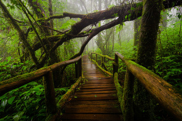 Ang Ka Natur Trail, Doi Inthanon National Park, Thailand