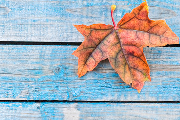 Red autumn leaf on blue old boards. Background with autumn leaves. Copy space for inscription.