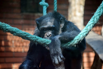 Chimpanzee Pan Troglodytes Leaning on Rope