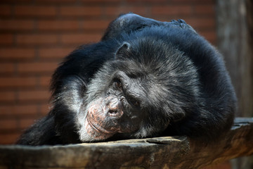 Female Chimpanzee Lying Down on Wooden Log