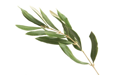 olive branch isolated