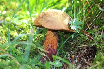 Pilz