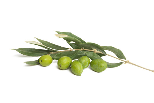 olive branch isolated
