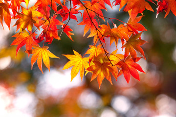 Fototapeta na wymiar Colorful japanese maple leaves during momiji season at Kinkakuji garden, Kyoto, Japan